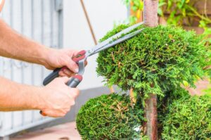Benefits of Professional Tree Trimming