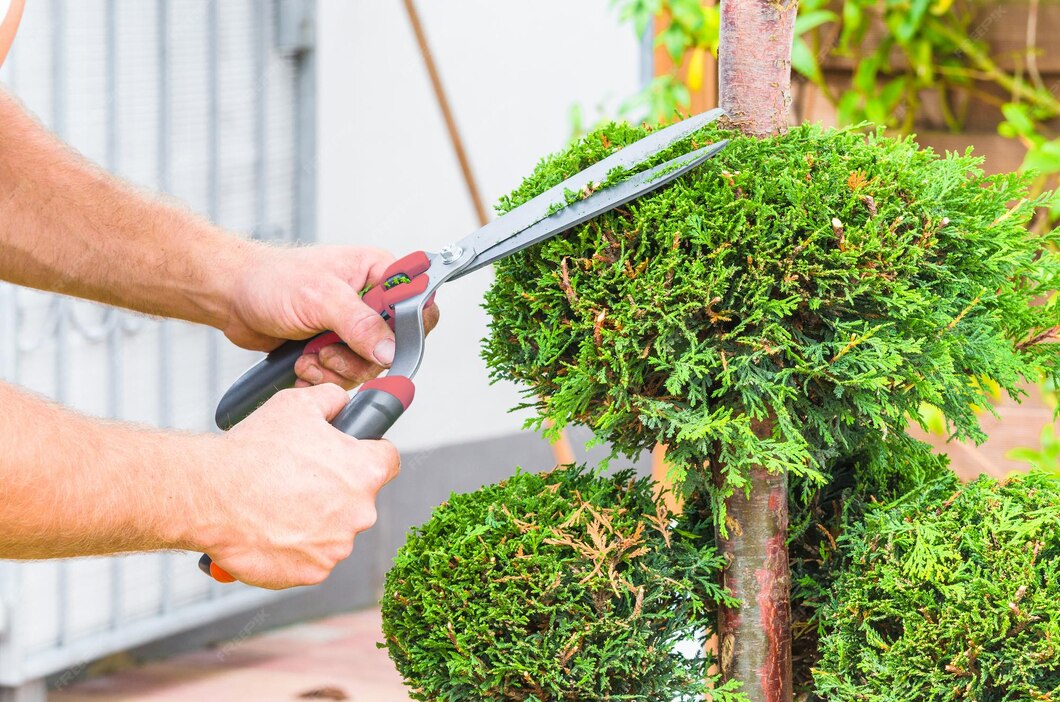 Benefits of Professional Tree Trimming