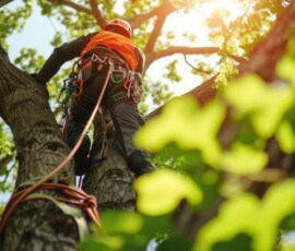 hiring-professional-arborists-in-east-auckland-matters-for-tree-health